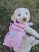 Viscountess Kinsley Caramel Pupperton , a female Poodle - Standard  for sale in Midlothian, TX – Photo 2 of 4