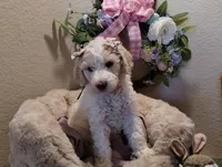 Viscountess Kinsley Caramel Pupperton , a female Poodle - Standard  for sale in Midlothian, TX – Photo 3 of 4