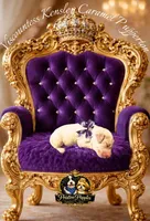 Viscountess Kinsley Caramel Pupperton , a female Poodle - Standard  for sale in Midlothian, TX – Photo 4 of 4