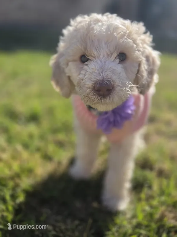 Viscountess Kinsley Caramel Pupperton  – Poodle - Standard  puppy for sale in Midlothian, TX