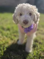 Viscountess Kinsley Caramel Pupperton , a female Poodle - Standard  for sale in Midlothian, TX – Photo 1 of 4