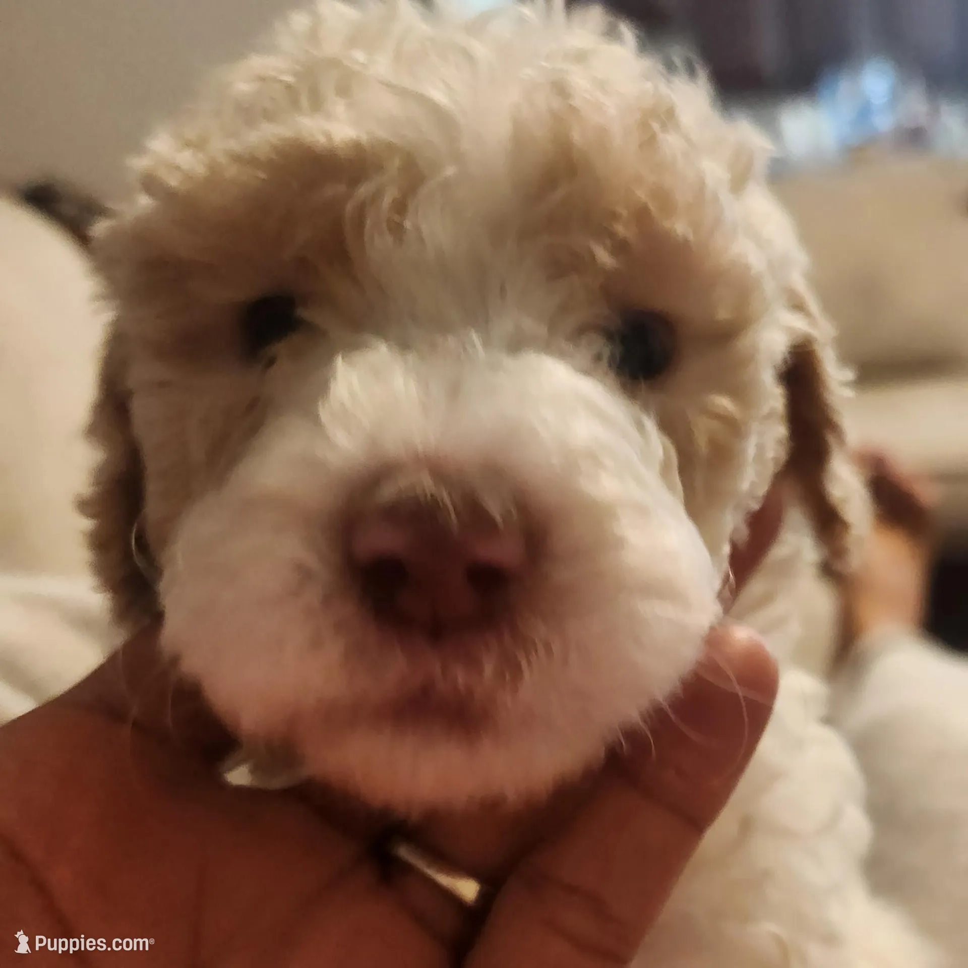 Viscount Colin Rufford Pupperton, a male Poodle - Multi-Colored Standard for sale in Midlothian, TX – Photo 2 of 5