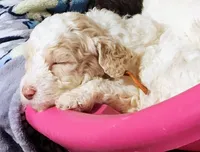 Viscount Colin Rufford Pupperton, a male Poodle - Multi-Colored Standard for sale in Midlothian, TX – Photo 4 of 5