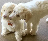 Viscount Colin Rufford Pupperton, a male Poodle - Multi-Colored Standard for sale in Midlothian, TX – Photo 7 of 9