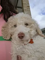 Viscount Colin Rufford Pupperton, a male Poodle - Multi-Colored Standard for sale in Midlothian, TX – Photo 9 of 9