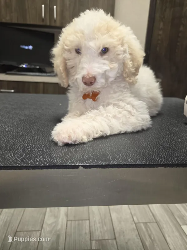 Viscount Colin Rufford Pupperton – Poodle - Multi-Colored Standard puppy for sale in Midlothian, TX