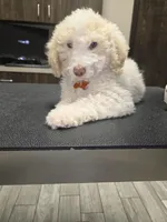 Viscount Colin Rufford Pupperton, a male Poodle - Multi-Colored Standard for sale in Midlothian, TX – Photo 1 of 9