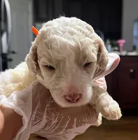 Viscount Colin Rufford Pupperton, a male Poodle - Multi-Colored Standard for sale in Midlothian, TX – Photo 5 of 5