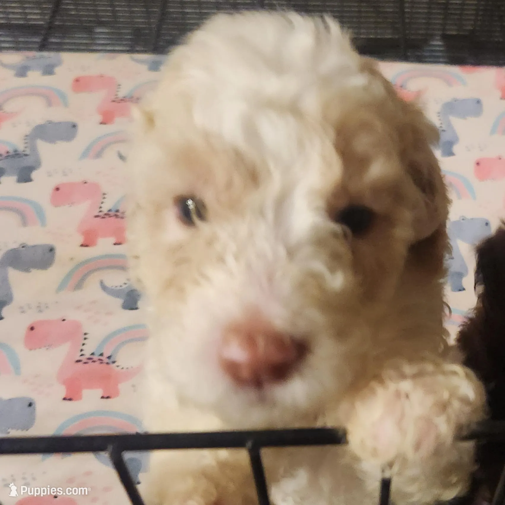 Viscount Colin Rufford Pupperton, a male Poodle - Multi-Colored Standard for sale in Midlothian, TX – Photo 3 of 5