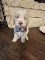 Viscount Colin Rufford Pupperton, a male Poodle - Multi-Colored Standard for sale in Midlothian, TX – Photo 5 of 9