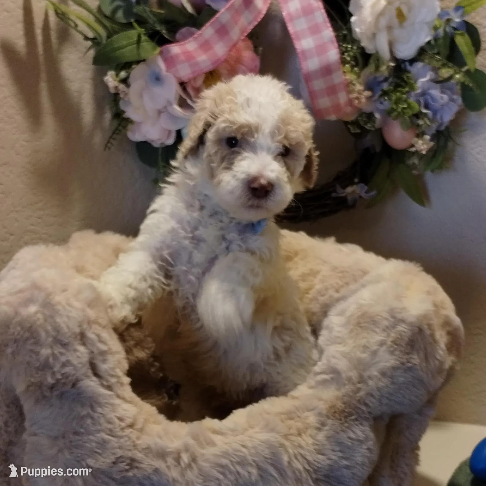 Viscount Colin Rufford Pupperton – Poodle - Multi-Colored Standard puppy for sale in Midlothian, TX