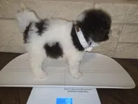 Lady Pawnelope Mouchete Pupperton, a female Poodle - Standard  for sale in Midlothian, TX – Photo 2 of 5