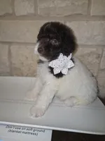 Lady Pawnelope Mouchete Pupperton, a female Poodle - Standard  for sale in Midlothian, TX – Photo 3 of 5