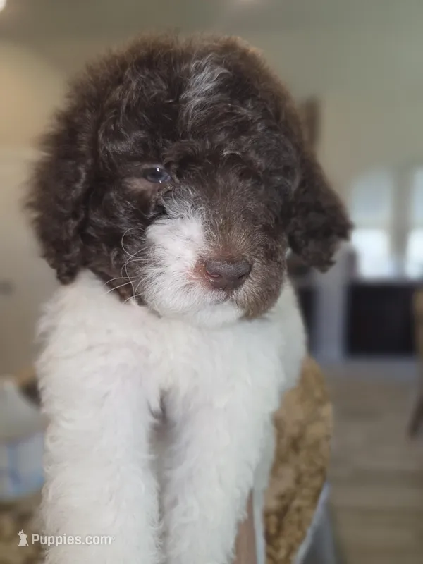 Lady Pawnelope Mouchete Pupperton – Poodle - Standard  puppy for sale in Midlothian, TX