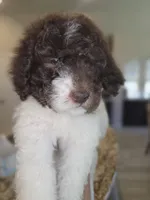 Lady Pawnelope Mouchete Pupperton, a female Poodle - Standard  for sale in Midlothian, TX – Photo 1 of 5