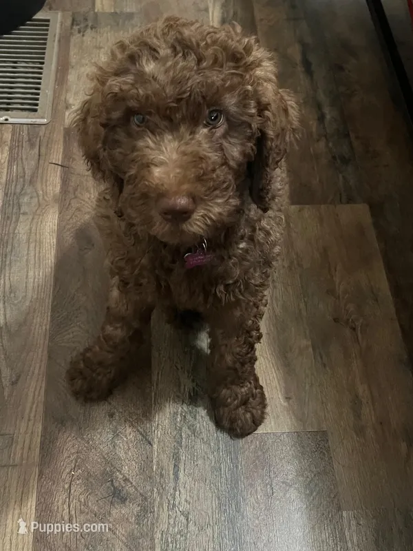 Petrie – Labradoodle puppy for sale in San Diego, CA