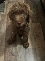 Petrie, a male Labradoodle for sale in San Diego, CA – Photo 1 of 3