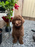 Petrie, a male Labradoodle for sale in San Diego, CA – Photo 2 of 3