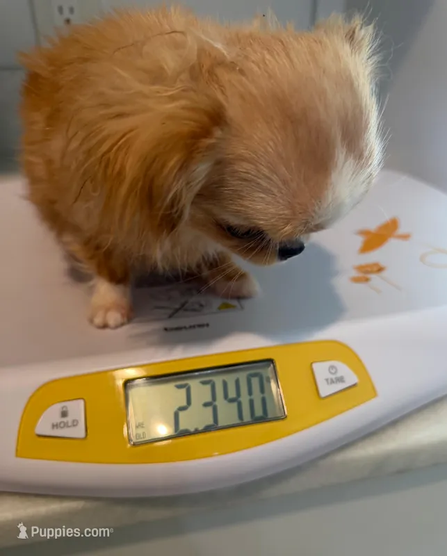 Mimi 2.3 lbs! – Chihuahua puppy for sale in Los Angeles, CA