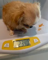 Mimi 2.3 lbs!, a female Chihuahua for sale in Los Angeles, CA – 1 of 6