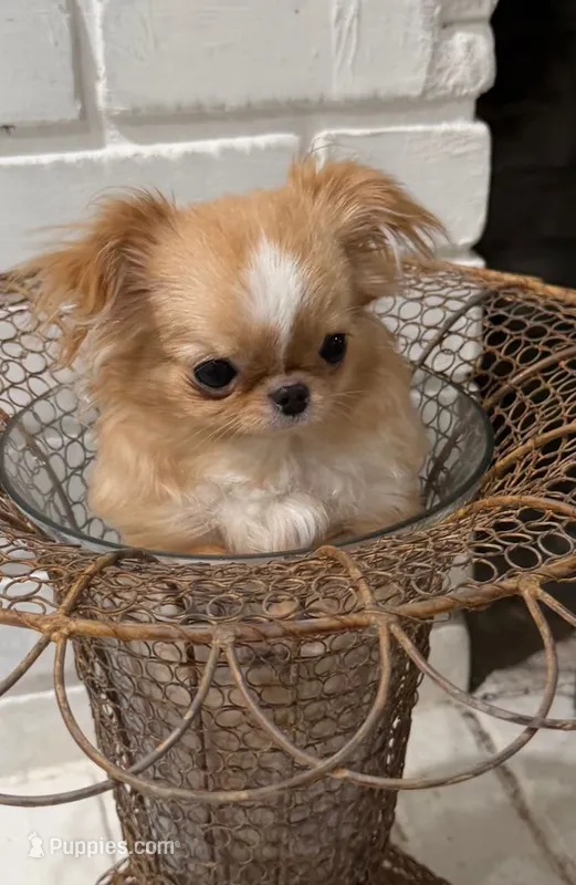 Mimi xsmall  – Chihuahua puppy for sale in Los Angeles, CA