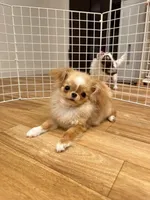 JAPAN IMPORT Torte , a female Chihuahua for sale in Los Angeles, CA – Photo 2 of 7