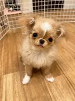 JAPAN IMPORT Torte , a female Chihuahua for sale in Los Angeles, CA – Photo 7 of 7