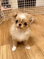 JAPAN IMPORT Torte , a female Chihuahua for sale in Los Angeles, CA – Photo 4 of 7