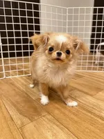 JAPAN IMPORT Torte , a female Chihuahua for sale in Los Angeles, CA – Photo 6 of 7