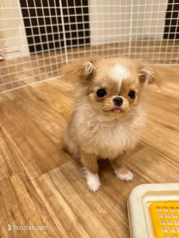 JAPAN IMPORT Torte  – Chihuahua puppy for sale in Los Angeles, CA