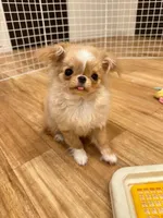 JAPAN IMPORT Torte , a female Chihuahua for sale in Los Angeles, CA – Photo 5 of 7