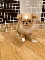 JAPAN IMPORT Torte , a female Chihuahua for sale in Los Angeles, CA – Photo 3 of 7