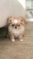 Mimi, a female Chihuahua for sale in Los Angeles, CA – 4 of 5
