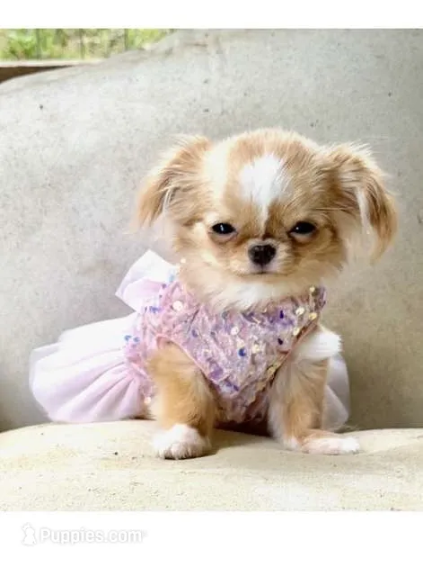 Mimi – Chihuahua puppy for sale in Los Angeles, CA