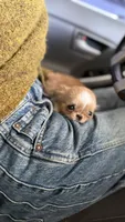 Mimi, a female Chihuahua for sale in Los Angeles, CA – 5 of 5