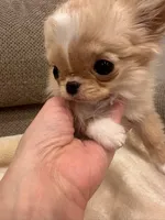 Mimi 2.6 lbs , a female Chihuahua for sale in Los Angeles, CA – 3 of 6