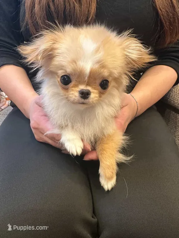 Mimi 2.6 lbs  – Chihuahua puppy for sale in Los Angeles, CA