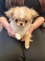 Mimi 2.6 lbs , a female Chihuahua for sale in Los Angeles, CA – 1 of 6