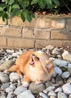 Mimi 2.6 lbs , a female Chihuahua for sale in Los Angeles, CA – 4 of 6