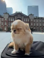 Mimi, a female Chihuahua for sale in Los Angeles, CA – 2 of 5