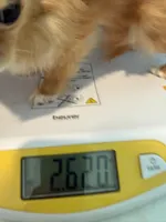 Mimi 2.6 lbs , a female Chihuahua for sale in Los Angeles, CA – 2 of 6