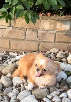 Mimi xsmall , a female Chihuahua for sale in Los Angeles, CA – 3 of 7