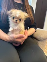 Mimi 2.6 lbs , a female Chihuahua for sale in Los Angeles, CA – 6 of 6