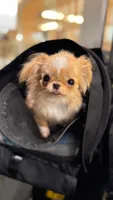 Mimi, a female Chihuahua for sale in Los Angeles, CA – 3 of 5