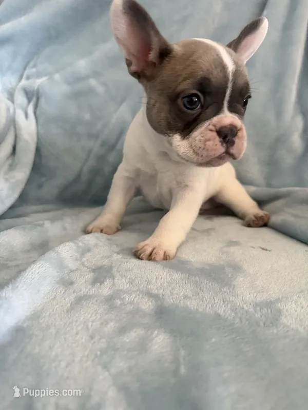 Athena  – French Bulldog puppy for sale in Yakima, WA