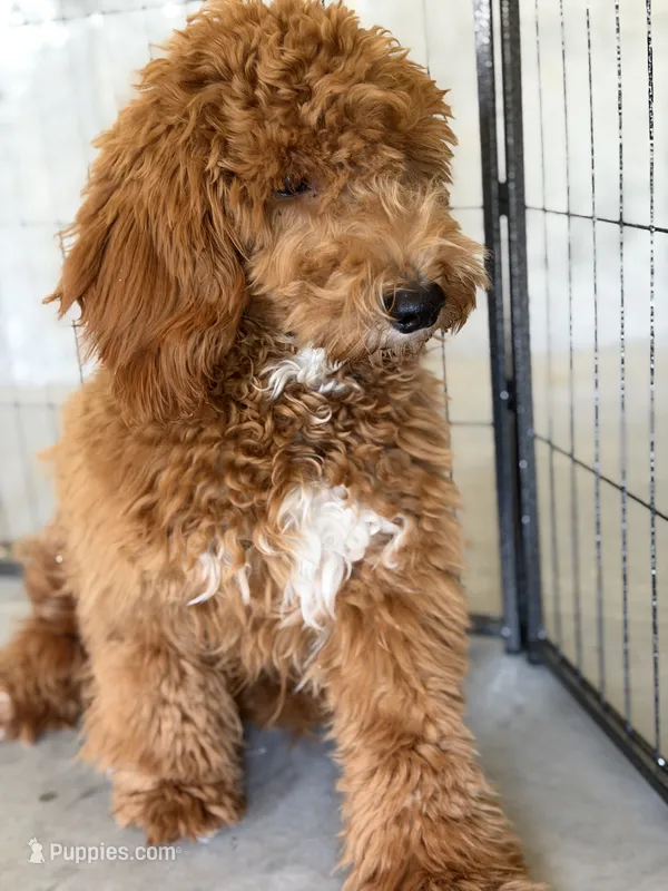 India – Miniature Golden Retriever puppy for sale in Uxbridge, MA