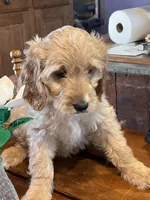 processed/f82e3d30-85d0-45b3-8cce-60f242273a46/listing/52fac321-477c-4921-bf72-e9861c1a8291/06f2ee81-f35a-423a-b815-5d23d8a8a24b