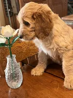 processed/f82e3d30-85d0-45b3-8cce-60f242273a46/listing/52fac321-477c-4921-bf72-e9861c1a8291/4ba67d26-3ab5-4724-a968-666f1cd2e6a7