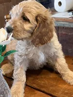 processed/f82e3d30-85d0-45b3-8cce-60f242273a46/listing/52fac321-477c-4921-bf72-e9861c1a8291/a9038db9-c489-462c-9afc-cbec14a43022