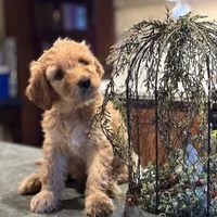 Sidney, a female Irish Doodle for sale in Sabula, IA – Photo 4 of 9